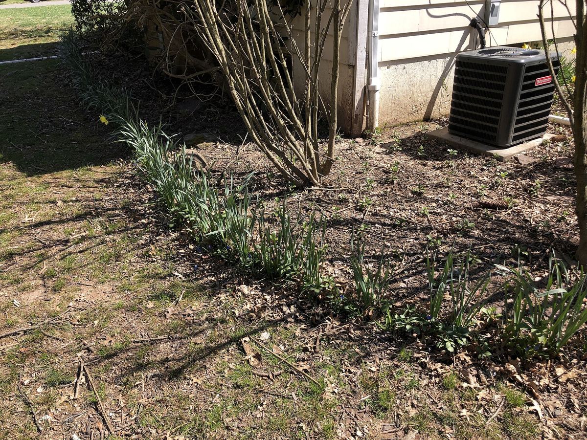 South side yard and siding
