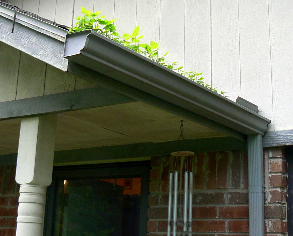 Seedlings sprouting from rear gutter